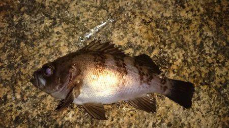 メバルプラッキング