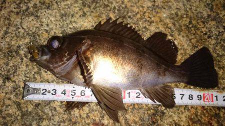 メバルプラッキング