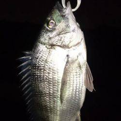 淀川キビレはじまってますよ！マチヌ3枚！