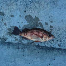 連日のメバリング