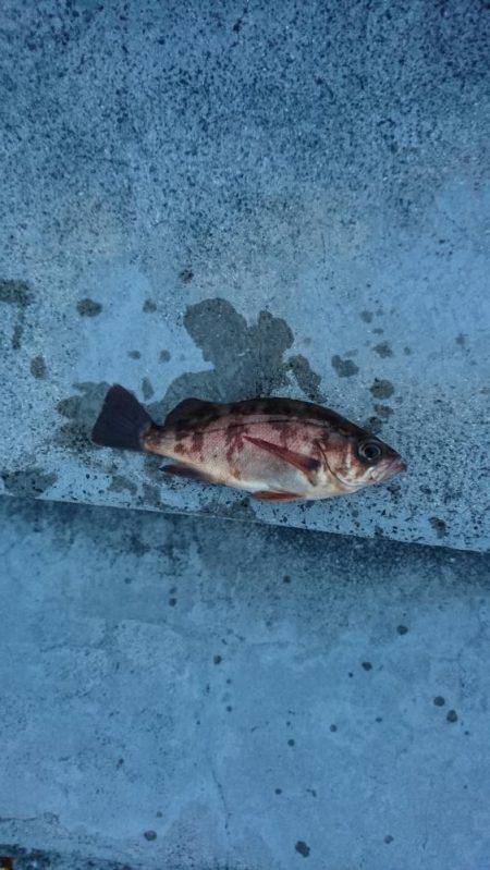 連日のメバリング