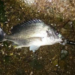 淀川キビレ始まりました！