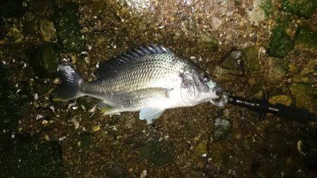 淀川キビレ始まりました！