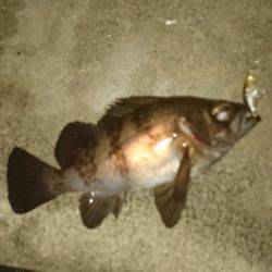 霧の中のメバリング