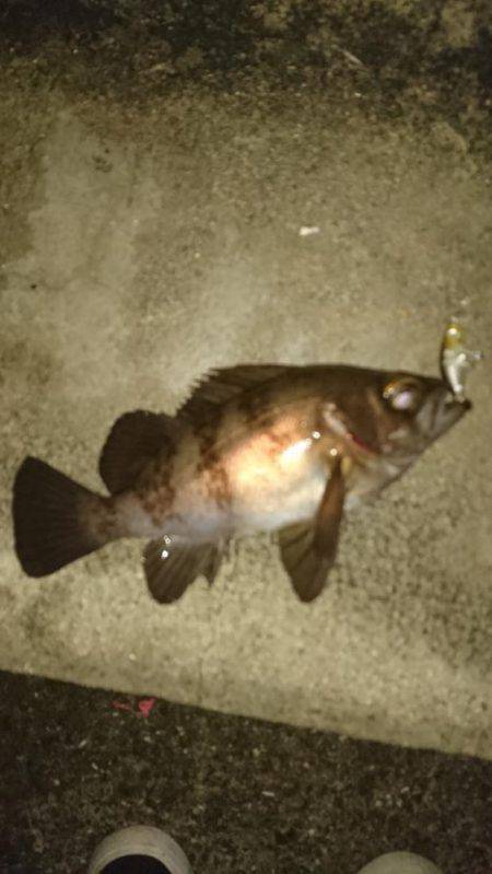 霧の中のメバリング