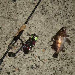 早朝メバリング