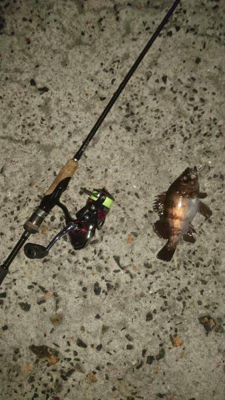 早朝メバリング