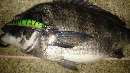 淀川キビレ、マチヌ！！！！！