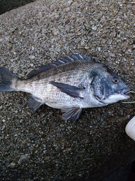 乗っ込み真っ最中！！