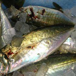 群れ小さいのかな