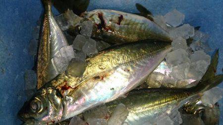 群れ小さいのかな