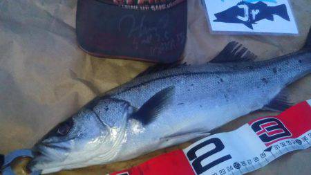 兵庫県円山川河口！！朝マズメ！