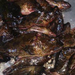 モンスター級出現!?