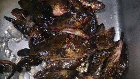 モンスター級出現!?