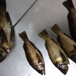 メバリング 初釣果