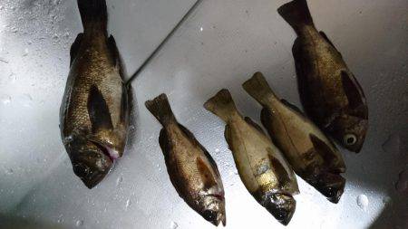 メバリング 初釣果