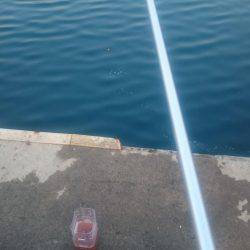 ひさびさのサビキ