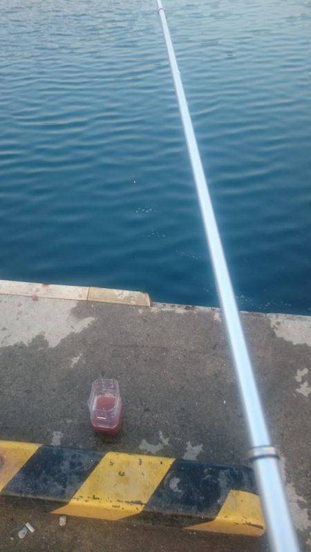 ひさびさのサビキ