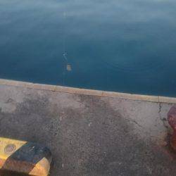 えさなしサビキ