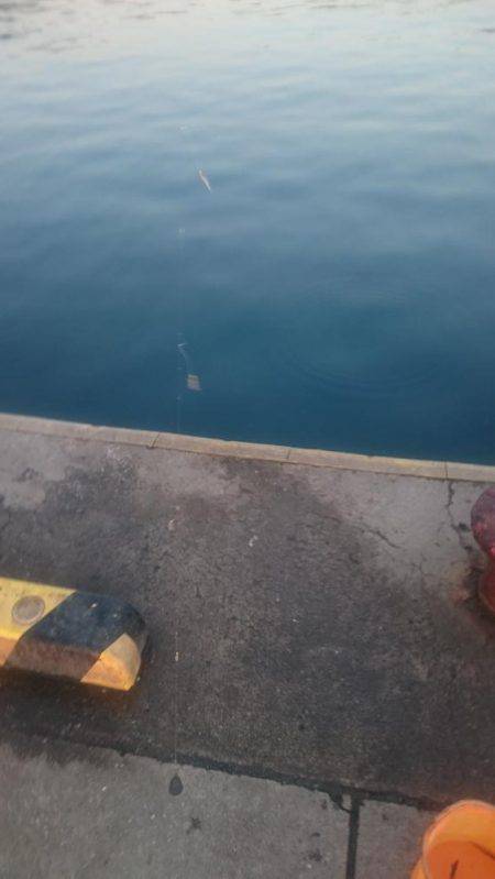 えさなしサビキ