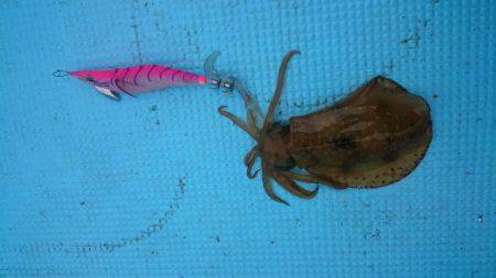 初めてのボートエギング