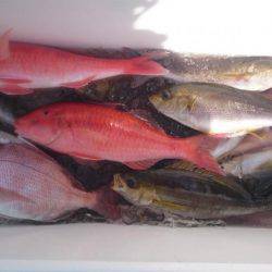 和歌山でイサキ狙い!