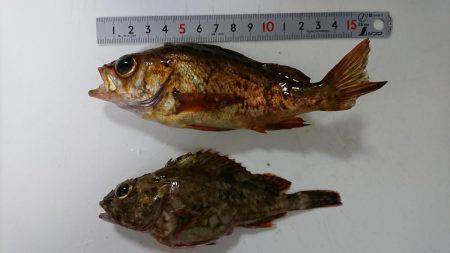 胴突きで根魚釣り