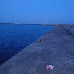 今年初タチウオ