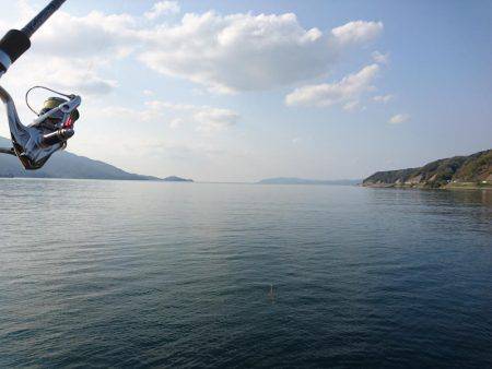 敦賀の春イカ(甲)