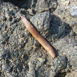 越前ショアジギングで根魚