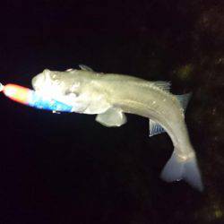 春のシーズンイン