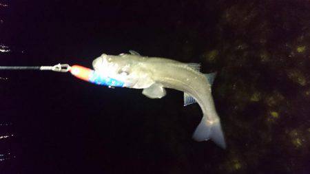 春のシーズンイン