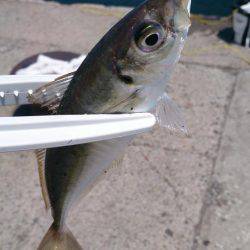 ♪ウキのダンシング♪