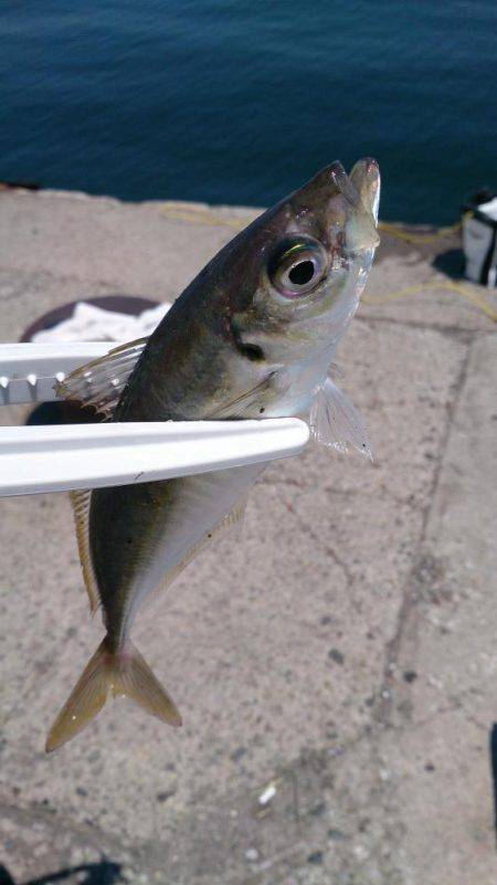 ♪ウキのダンシング♪