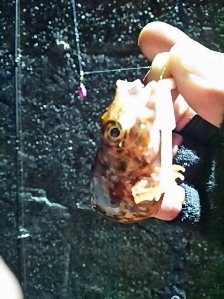 ただ巻きよりリアクション