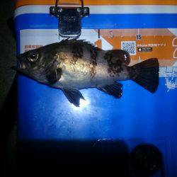 サーフオモロイ。