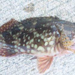 ファミリーフィッシング