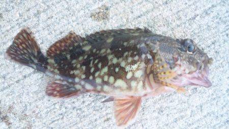 ファミリーフィッシング