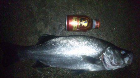 ナイトフィッシング