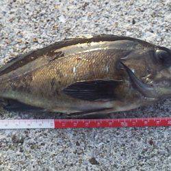 初のっこみチヌ