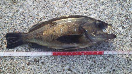 初のっこみチヌ