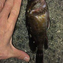 夜通しガシラ釣り