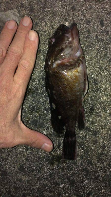 夜通しガシラ釣り