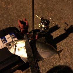 アジング釣行記