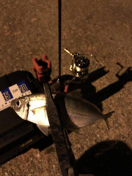 アジング釣行記