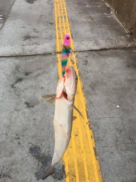 エソゲーム炸裂‼︎