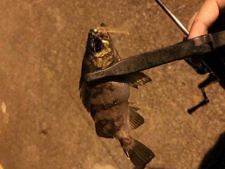 アジング釣行記