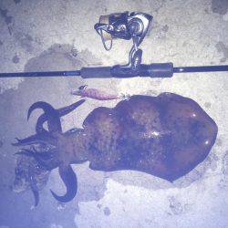 久々のエギング