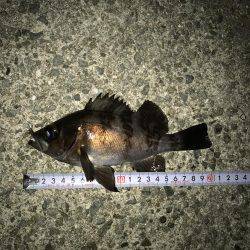 仕事終わりメバリング