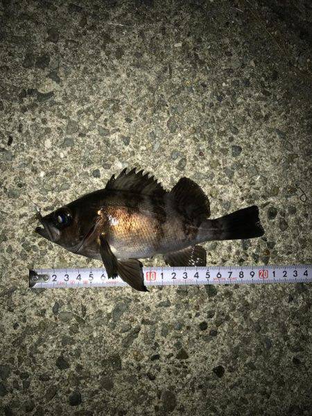 仕事終わりメバリング